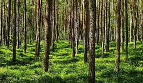 <p><strong>Characteristics of temperate forests</strong></p>