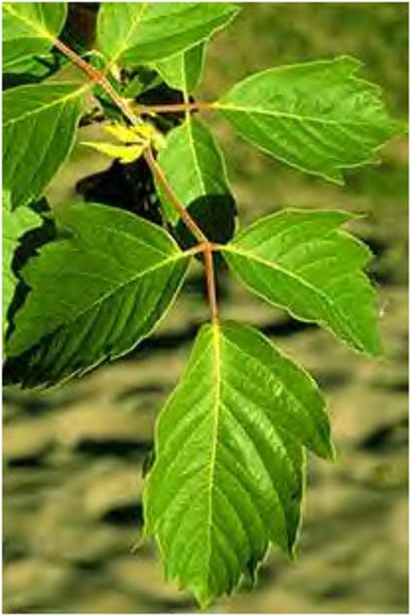 <p>Native <br>Leaf: compound, opposite, serrations, pinnately veined <br>Other: maple group</p>