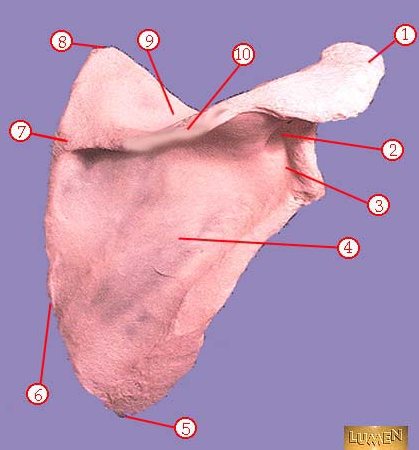 <p><span>Identify the uppermost ridge of this bone.</span></p>