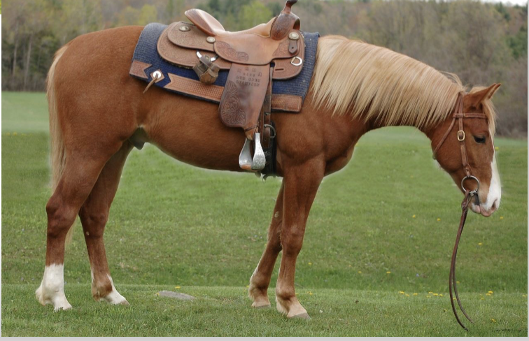 <p>What solid color is this horse?</p>