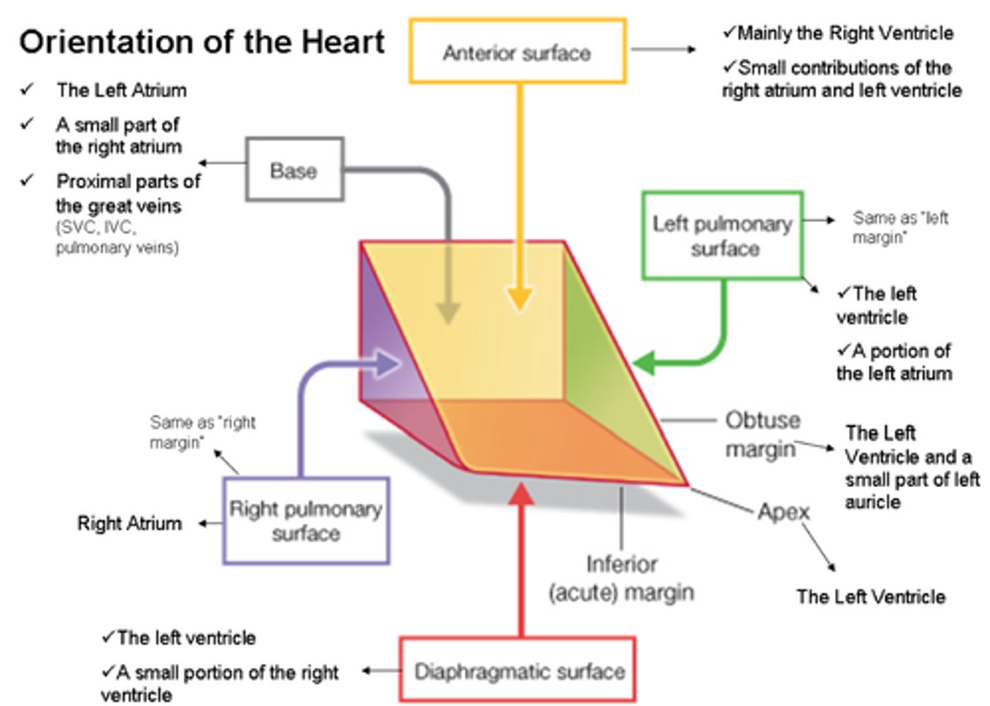 <p>- anterior (sternocostal) surface</p><p>- inferior (diaphragmatic) surface</p><p>- left pulmonary surface</p><p>- right pulmonary surface</p>