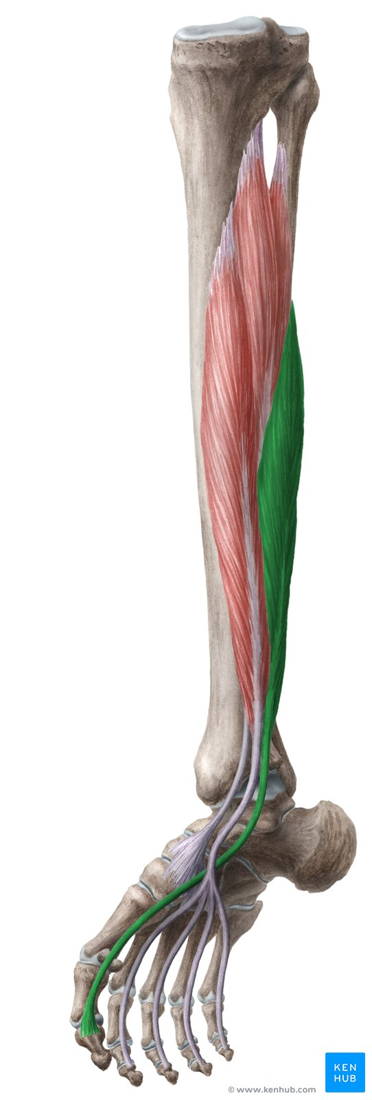 <p>o. fibula</p><p>membrana interossea cruris</p><p>i. phalanx distalis hallucis</p><p>f. flexio hallucis</p><p>flexio pedis</p>