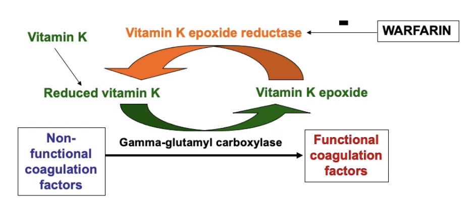 <ul><li><p>Non-functional coagulation factors are converted into functional coagulation factors by an enzyme called <mark data-color="green" style="background-color: green; color: inherit;">gamma glutamyl carboxylase</mark></p></li><li><p>This enzyme <strong><mark data-color="yellow" style="background-color: yellow; color: inherit;">carboxylates</mark></strong><mark data-color="yellow" style="background-color: yellow; color: inherit;"> glutamic acid residues</mark> on the non-functional coagulation factors</p></li><li><p>Which allows them to bind to <mark data-color="yellow" style="background-color: yellow; color: inherit;">calcium</mark> and <mark data-color="yellow" style="background-color: yellow; color: inherit;">phospholipids</mark> when they enter the blood</p></li><li><p>Which allows the non-functional factors to be converted to their functional form</p></li></ul><p></p><p></p><ul><li><p><mark data-color="green" style="background-color: green; color: inherit;">Gamma glutamyl carboxylase</mark> carries out its reaction with a <u>paired reaction</u> of the <mark data-color="blue" style="background-color: blue; color: inherit;">oxidation of vitamin K to vitamin K epoxide</mark></p></li><li><p><mark data-color="green" style="background-color: green; color: inherit;">Vitamin K epoxide reductase</mark> recycles the Vitamin K back to its reduced form, so it can take part in the reaction again</p></li><li><p><strong>Warfarin inhibits the Vitamin K reductase</strong> = <strong>indirectly inhibits action of gamma glutamyl carboxylase = prevents conversion of coagulation factors into their functional form</strong></p></li></ul><p></p>