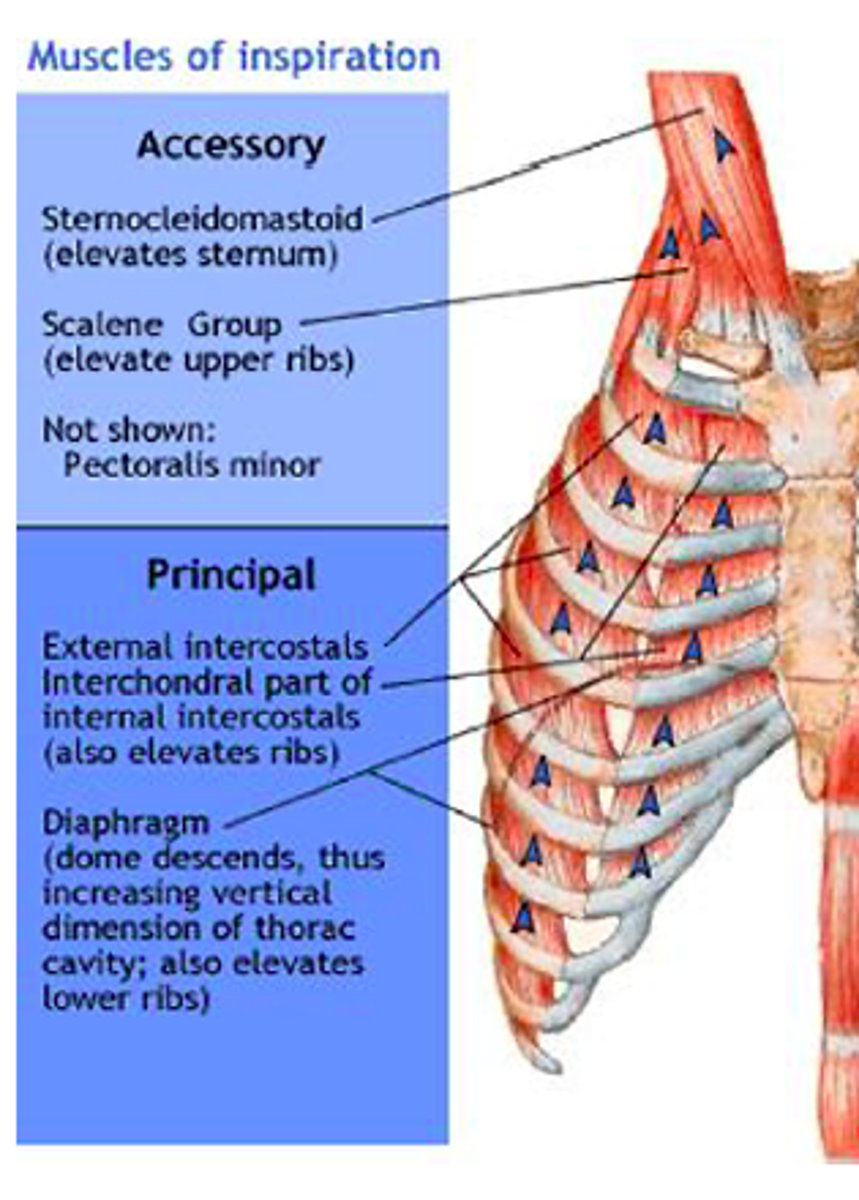<p>Superficial Neck muscles &amp; chest</p><p>1. scalenes</p><p>2. SCM</p><p>3. Trapezius</p><p>4. Pecs</p><p>5. Serratus Anterior &amp; posterior</p><p>6. Subclavius</p>