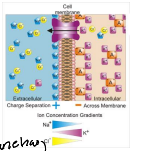 <p>False; the outer mitochondrial membrane is not highly polarized. </p>