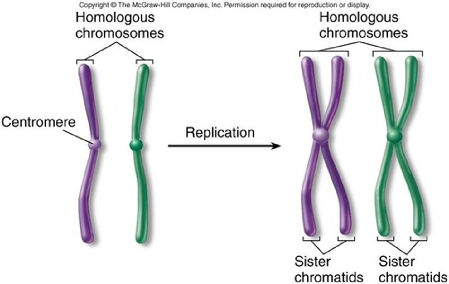 <p>Identical copies of a chromosome joined at centromere.</p>