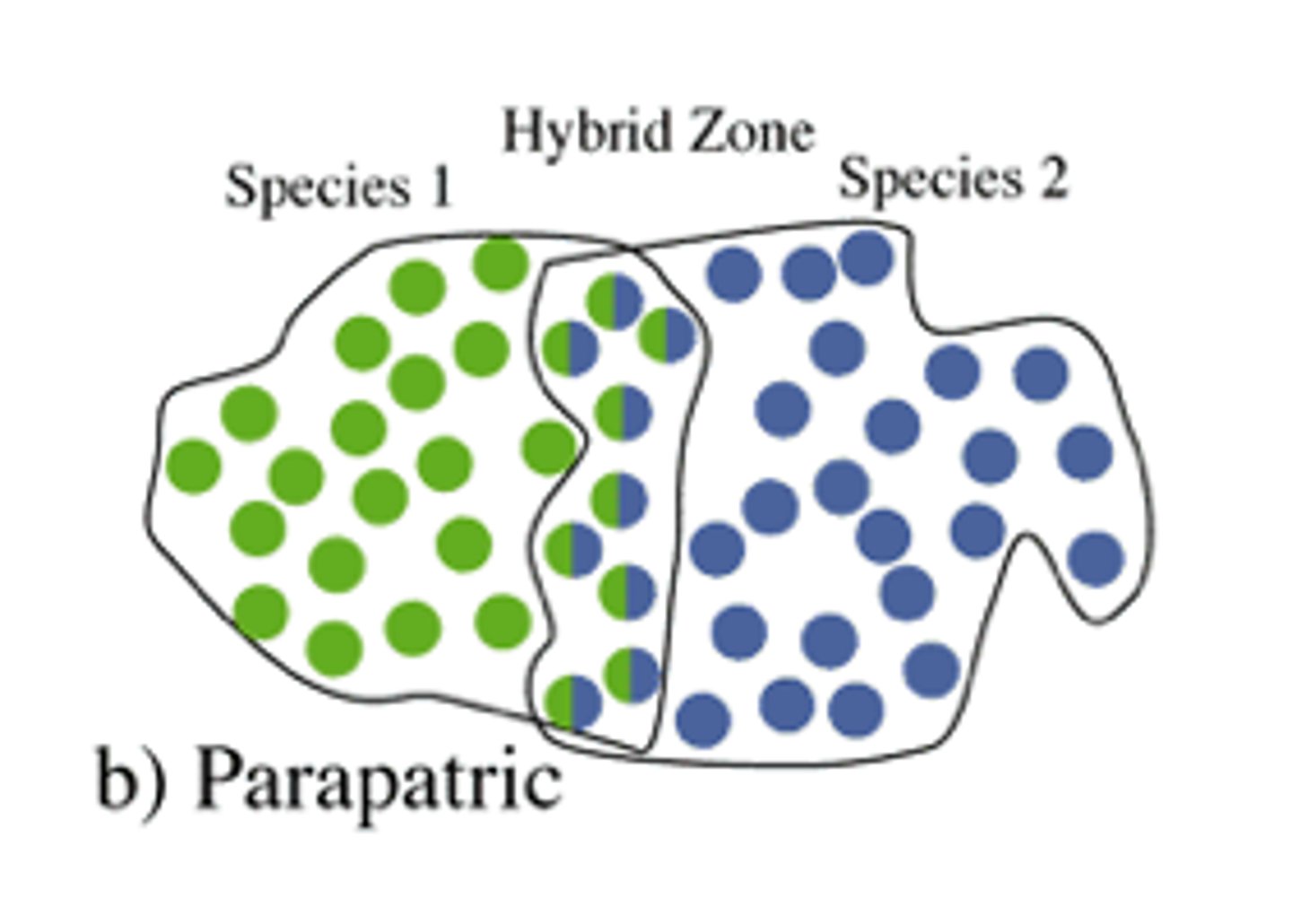<p>speciation pattern in which populations speciate while in contact along a common border</p>
