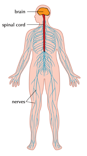 * coordinates actions of complex organisms via transmission of electrochemical signals 
  * Transmitted by specialised cells called neurons (nerves) 