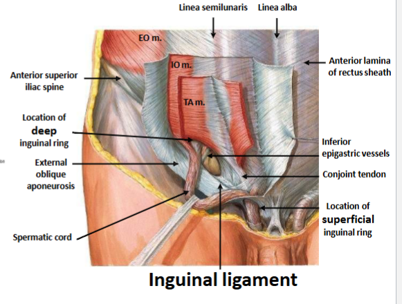 <p>The inguinal region is formed by contributions from the anterior abdominal wall muscles, including the <strong>external oblique, internal oblique, and transversus abdominis</strong>. These muscles help form the inguinal canal and provide structural support.</p>