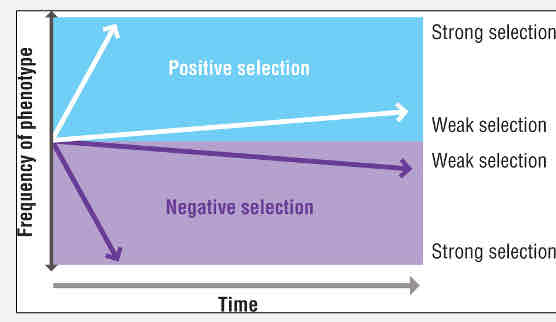 <p>Artificial selection which is a type of Strong, positive selection</p>