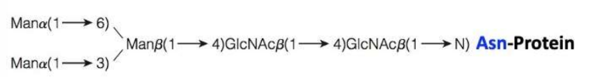 \-both specific and complex 

\-variety of monosaccharide residues and branching patterns

\-the core pattern(image) is further built on by addition of other monosaccharides 