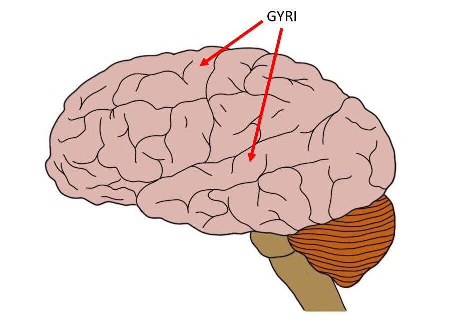 <p>A ridge/fold between two clefs on the cerebral surface of the brain</p>