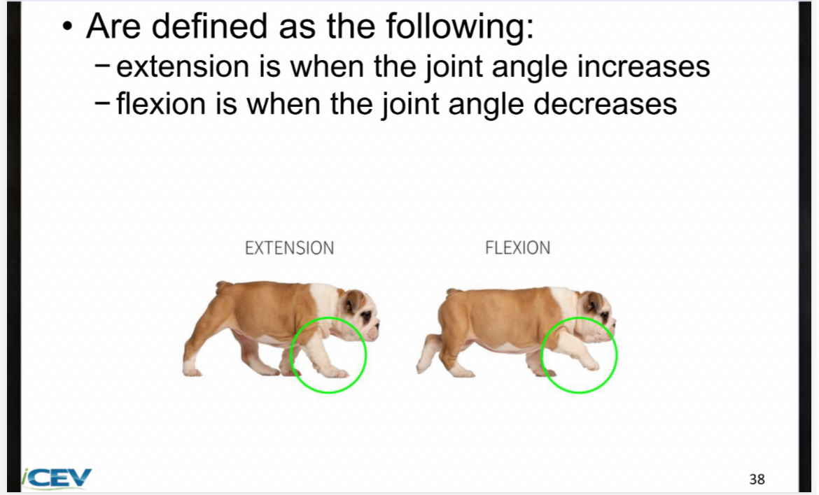 <ul><li><p><span>﻿﻿extension is when the joint angle increases</span></p></li><li><p><span>﻿﻿flexion is when the joint angle decreases</span></p></li></ul><p></p>