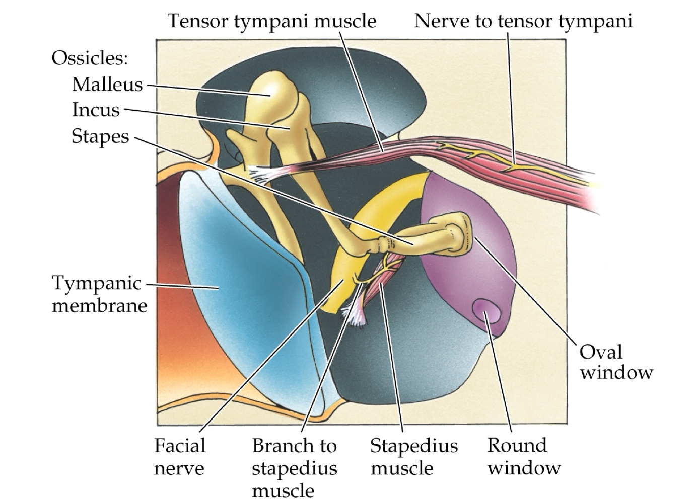 <p>It concentrates sound through the tympanic membrane (eardrum) and ossicles (malleus, incus, stapes).</p>