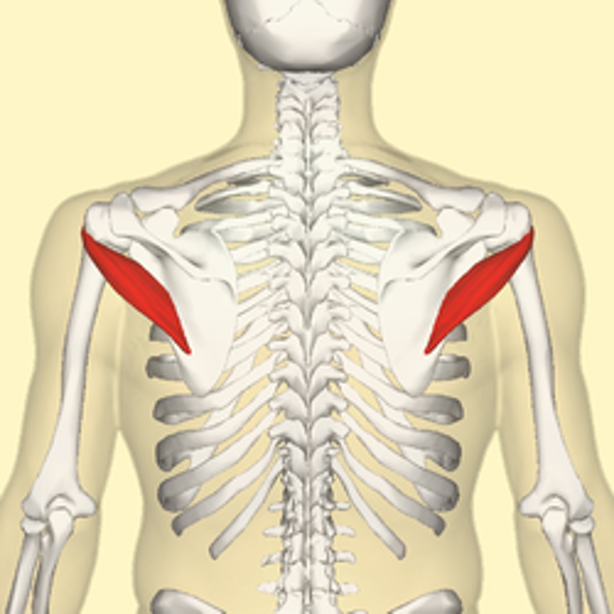 <p>-Origin lateral border of the scapula</p><p>-Insertion inferior facet of greater tubercle of the humerus</p><p>-Nerve axillary nerve</p><p>-Actions laterally rotates the arm, stabilizes humerus</p>