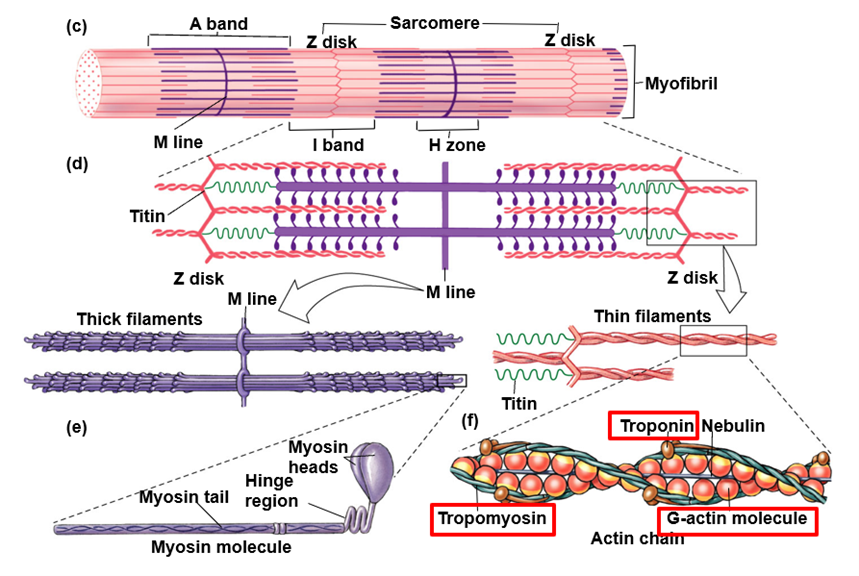 <p><span>Spring-like protein</span></p><p><span>Anchor thick filaments to z-disk</span></p><p><span>Key role in relaxation by springing the sarcomere back to resting length</span></p>