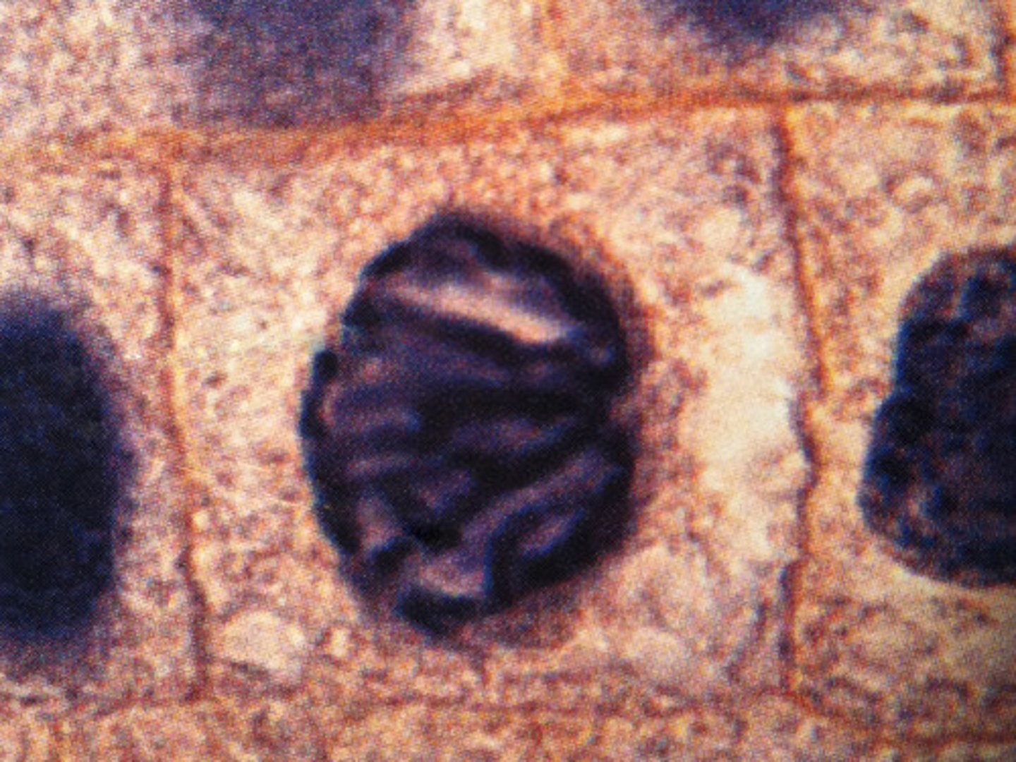 <p>Chromatin condenses,</p><p>chromosomes become visable, nuclear envelop dissolves, spindle forms</p>