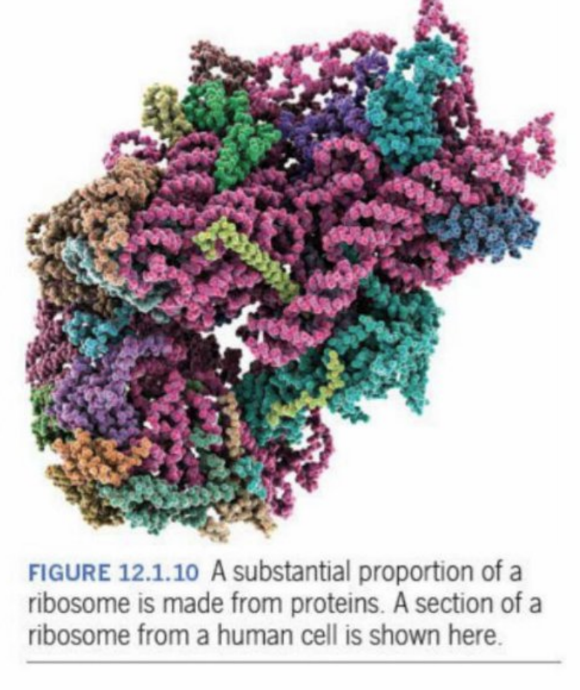 <p>In the ribosome - a biological synthesizing machine</p><p>One monomer unit = 4.2 million gmol<sup>-1</sup></p>