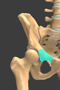 <p>top part of ramus</p>