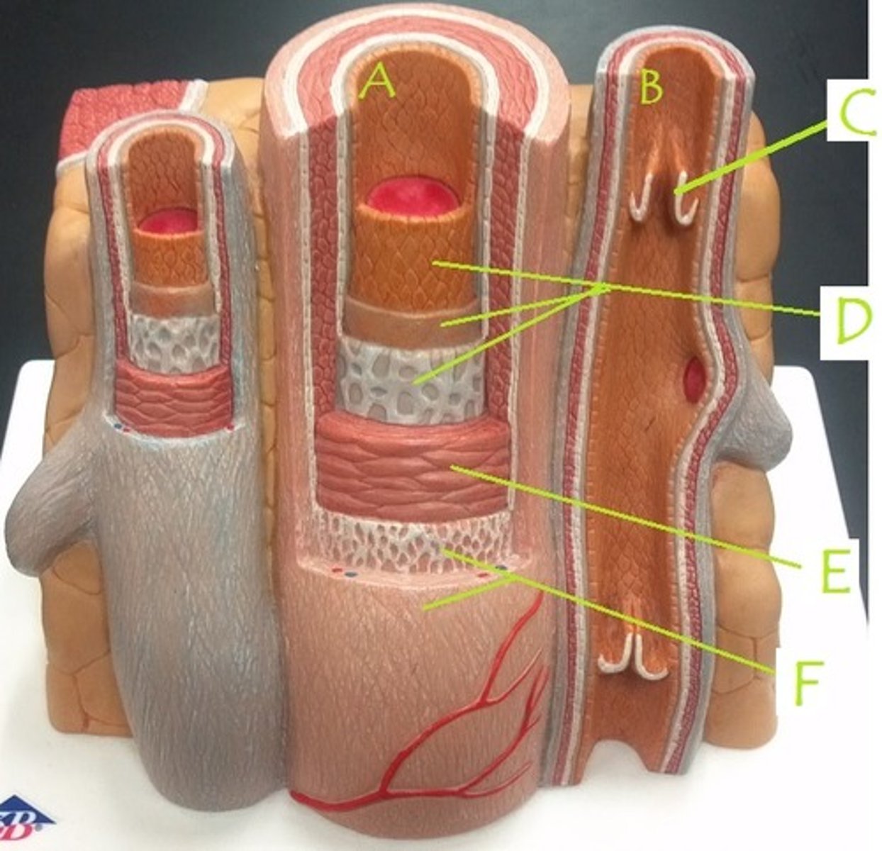 <p>smooth muscle</p><p>E</p>