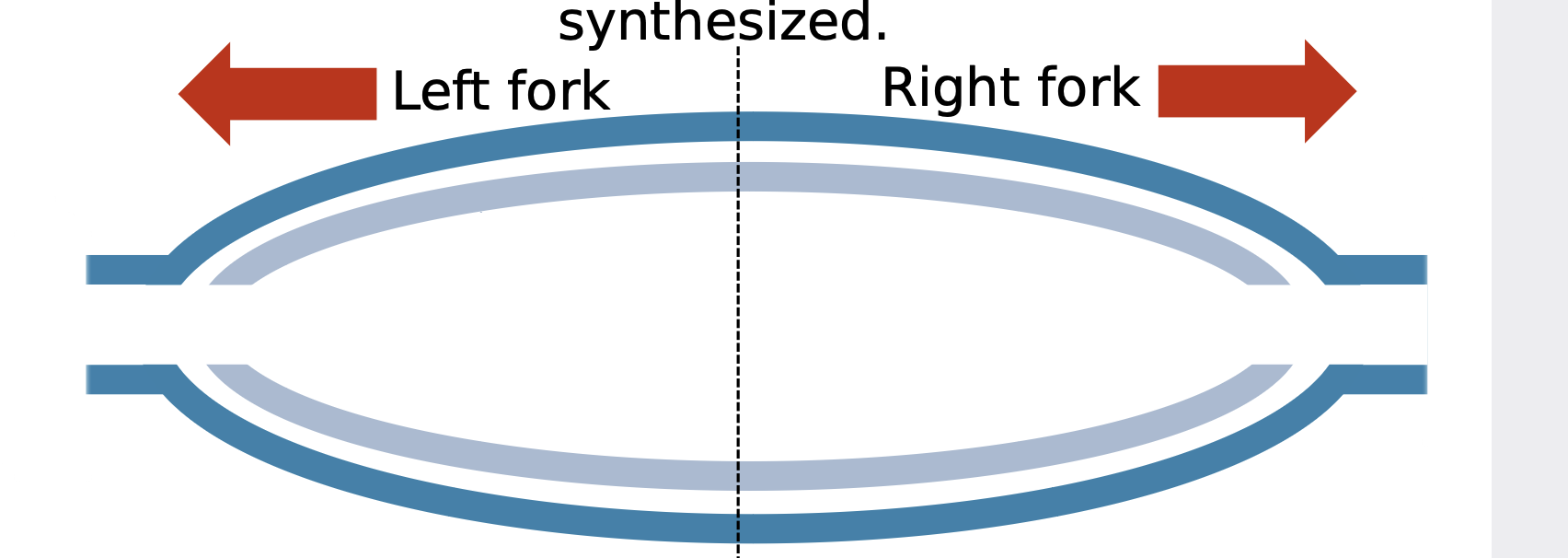 <p>.A replication bubble is divided into two replication forks, where the two strands of the original double-stranded DNA (dark blue) are pulled apart and new DNA (light blue/grey) is synthesized. The bubble will widen as the two forks extend in opposite directions (red arrows) as more of the original DNA is unwound and replicated.</p>