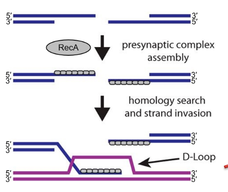 <p>RecA binds as a right-handed helical filament using ATP, with each monomer interacting with 3 nucleotides on the ssDNA. </p>