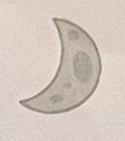 <p>crescent</p>