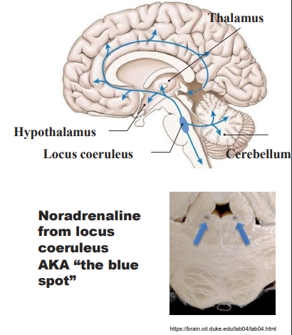 <p>- from locus coeruleus (pons)</p><p>- mostly excitatory; fibres spread through cortex</p><p>- involved in numerous activites in the stress response</p><p>- the locus coereuleus is activated by stress -> NA -> alters cognitive function (through the prefrontal cortex), increaeses motivation</p><p>- pain control (anti-nociceptive)</p><p>.</p><p>WAY TO RMBR: ANxiety, arousal and pain control</p>