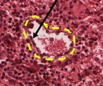 <p>identify the outlined spleen structure and the cells in it</p>