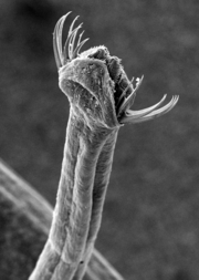 <p>Phylum Chaetognatha</p>