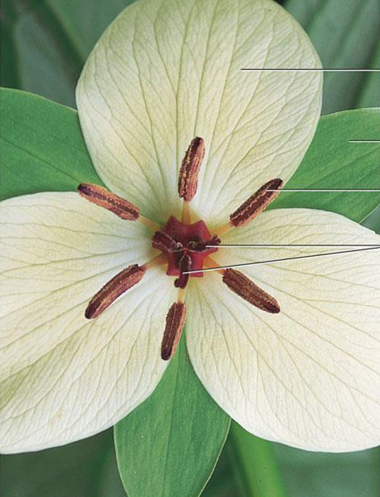 <p>monocot; nodding trillium</p>