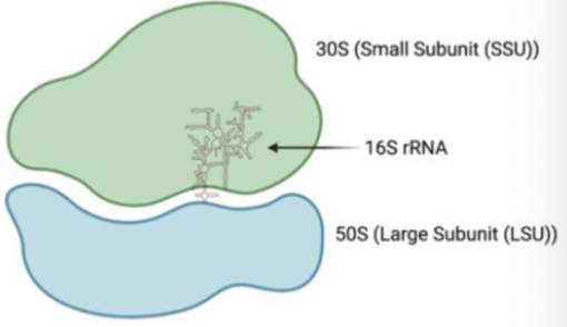 <ul><li><p><span>Ideal: <strong>16S rRNA</strong>, found in all life forms, sequences change without losing function, changes accumulate very slowly</span></p></li><li><p><span>Bacterial groups have unique <strong>16S rRNA</strong> sequences. When you sequence rRNA, we can identify the bacteria present and their relative abundance</span></p></li><li><p><span><strong>16S rRNA:</strong> what makes ribosomes</span></p></li></ul><p></p>