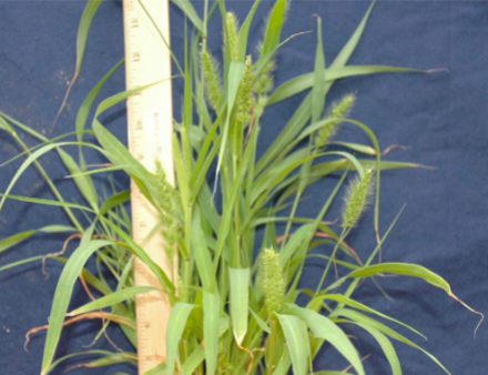 <p>Green foxtail </p>