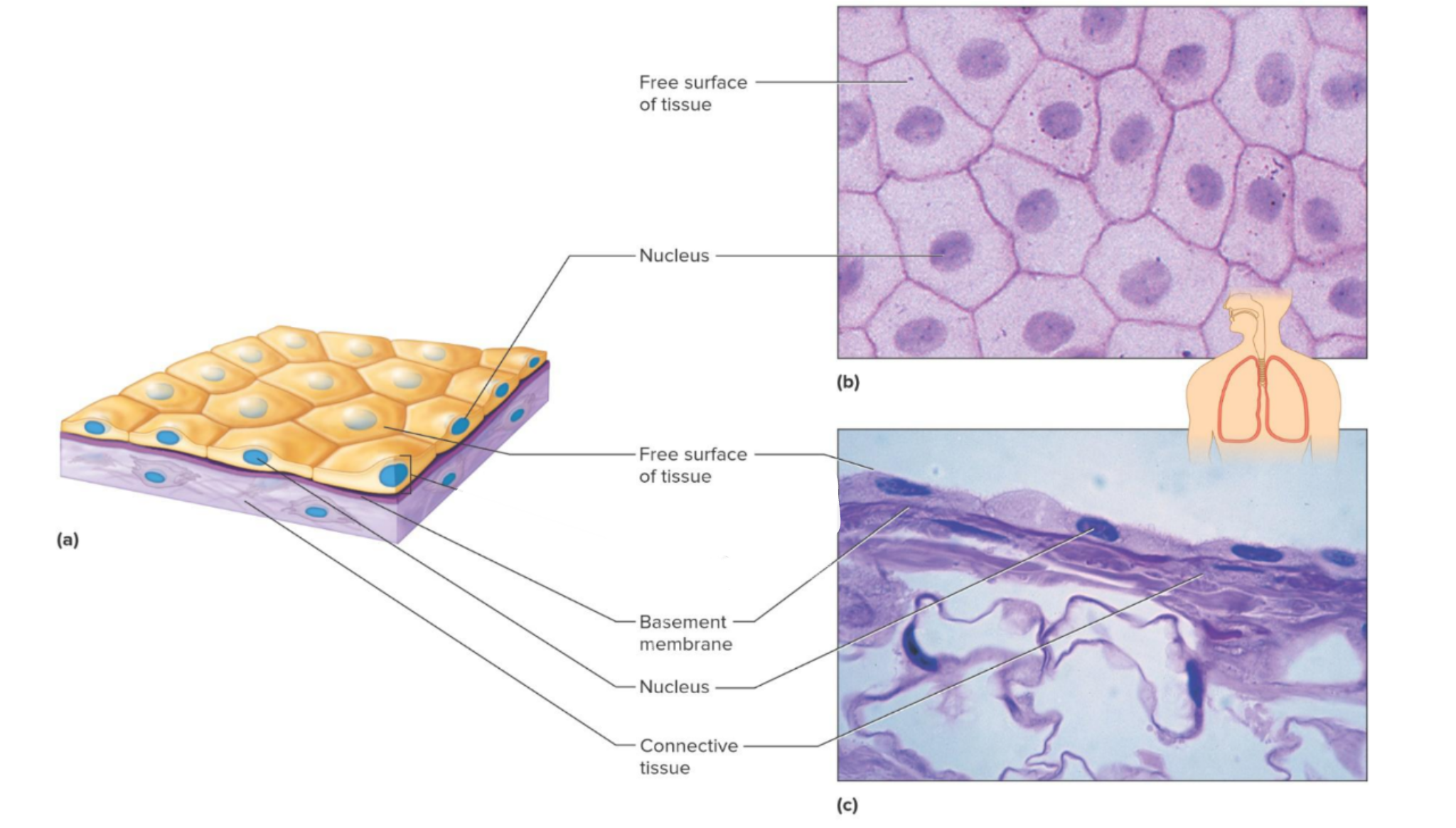 <p>Which tissue is this? </p>