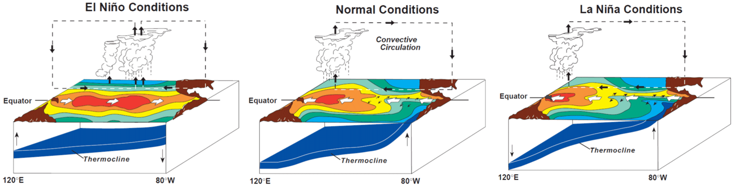 El Niño, normal, and La Niña conditions