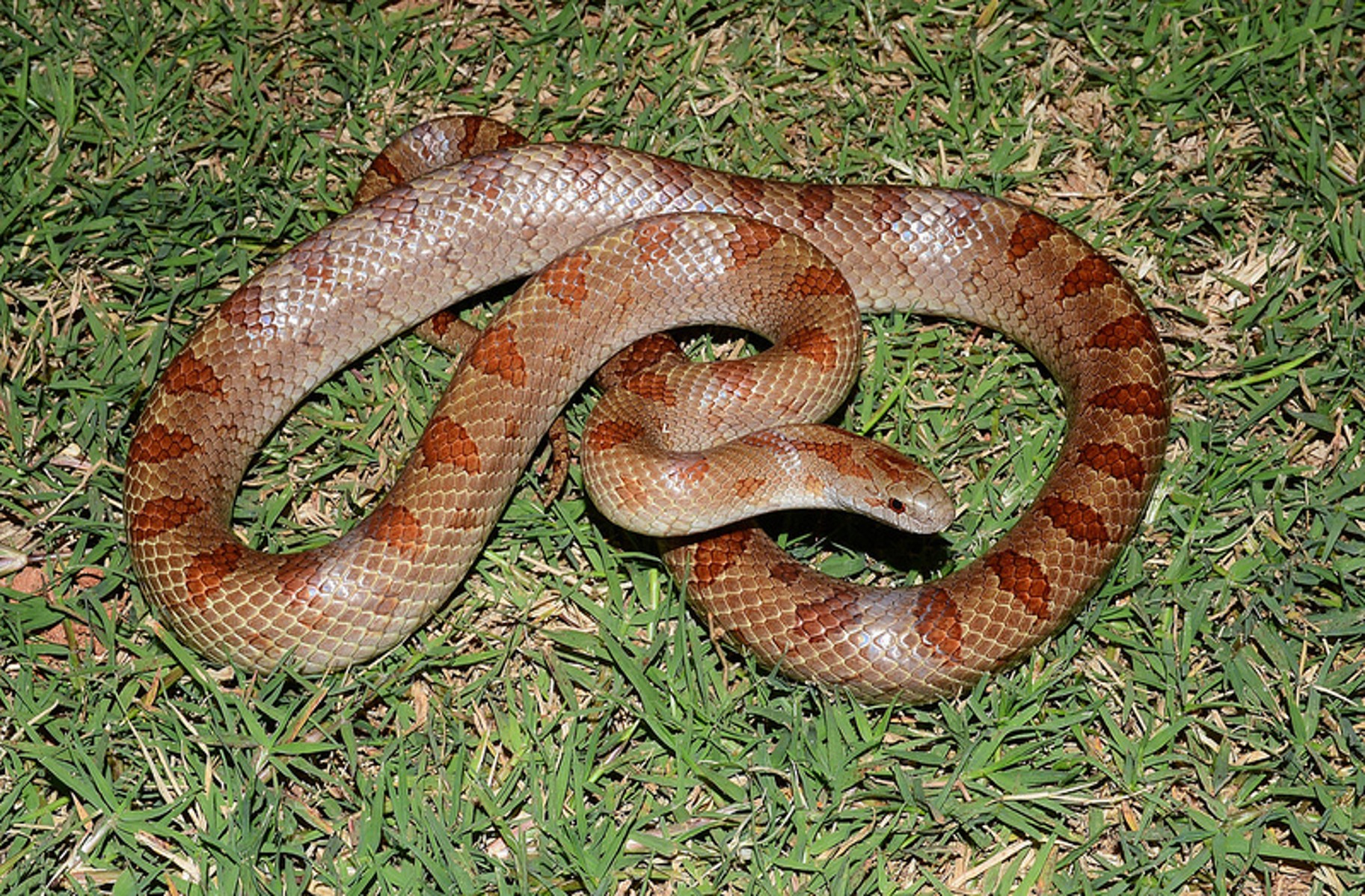 <p>loose soil; Mountains and Piedmont; burrower; smooth scales; tan with rhomboid shaped spots</p>