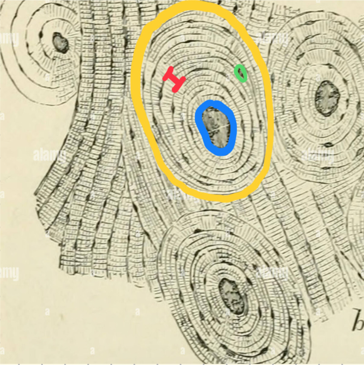 <p>What is in blue </p>