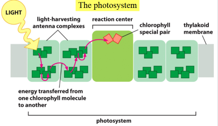 <p>a system within thylakoid membranes; part of the light reactions</p><p>has a central photosynthetic reactions center with a special pair of central chlorophylls that accept and donate electrons, and 100s of antenna chlorophylls that harvest sunlight energy</p><p>sunlight excites electrons in antenna chlorophylls into an unstable high-energy state</p><p>energy jumps from chlorophyll → chlorophyll until it reaches the two central chlorophylls</p><p>the central chlorophylls trap and donate the energy as energized electrons to an electron transport chain</p>