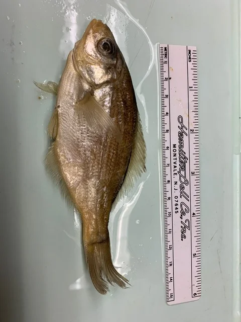 <p>What fish is this?</p>