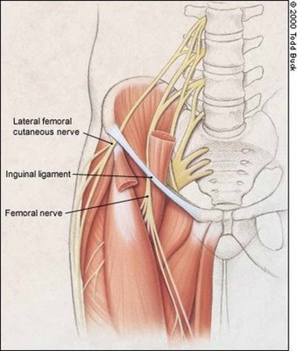<p>crosses the inguinal ligament and passes through the femoral triangle</p>