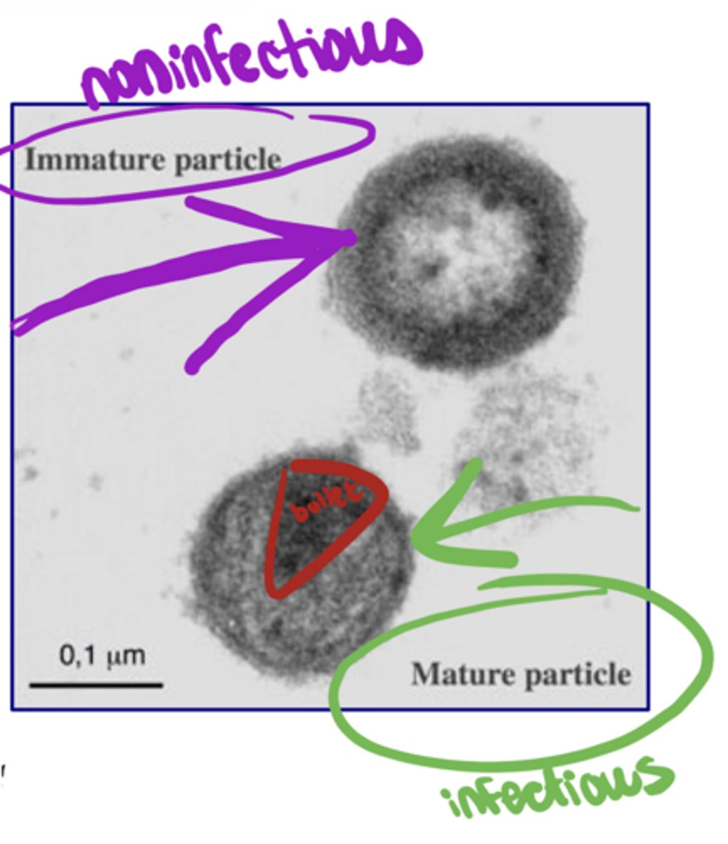 <p>HIV maturation-Protease</p><p>-in mature HIV particle, capsid will be in shape of __</p>