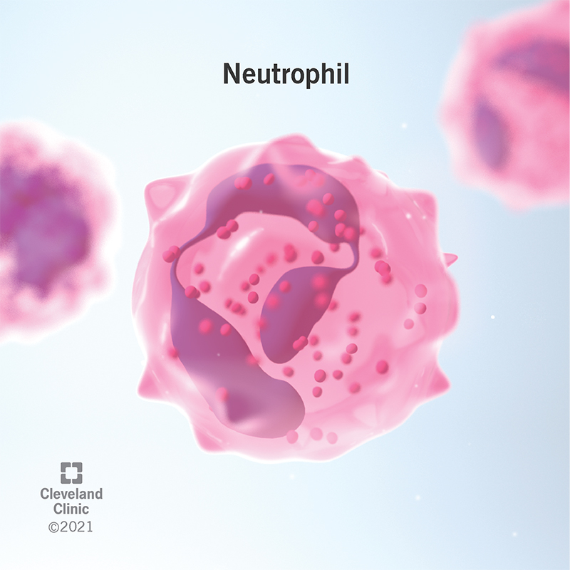 <p>neutrophils&nbsp;</p>
