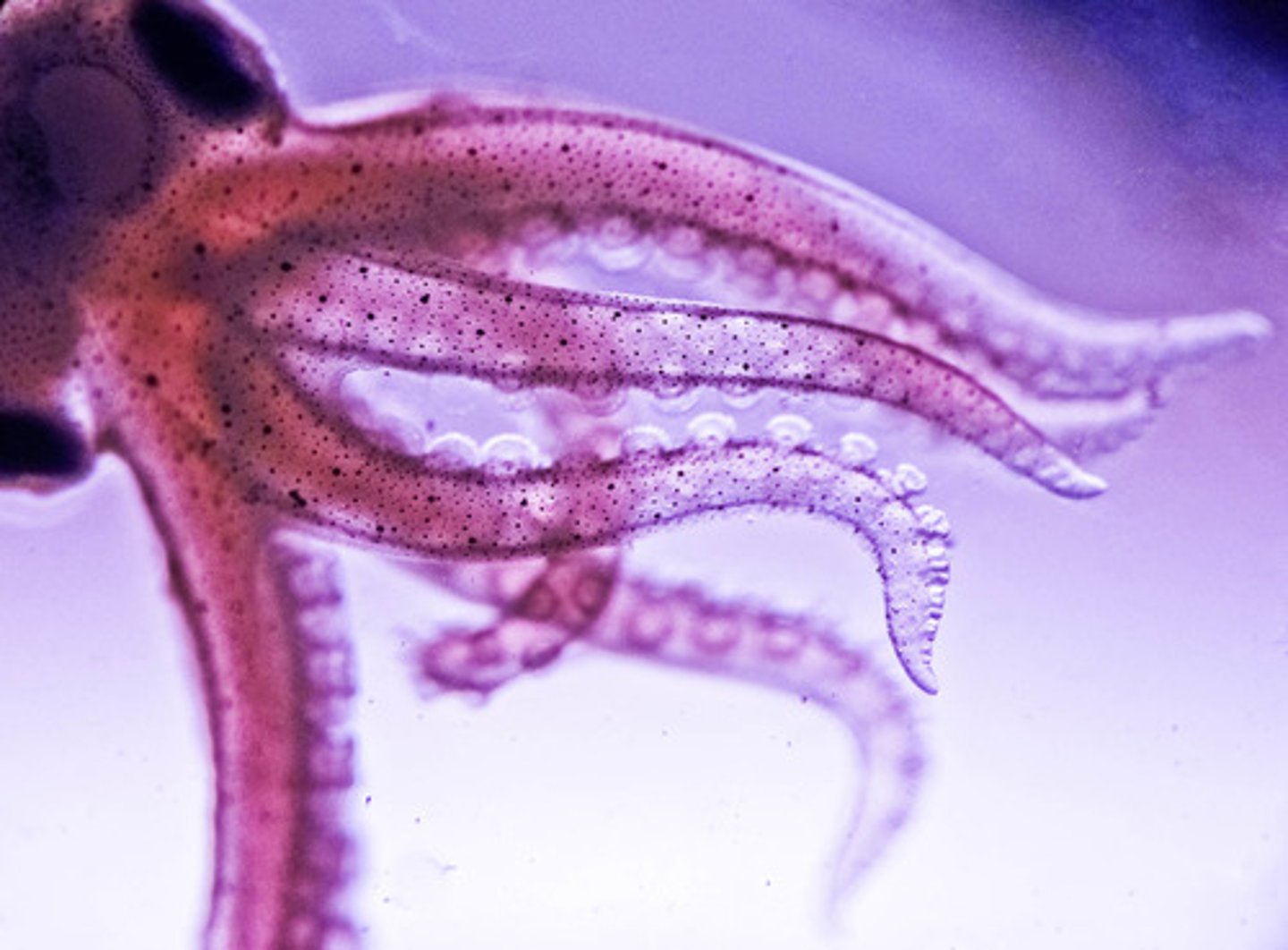 <p>Observed in Cnidaria</p>