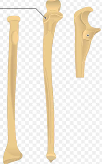 <p>What bone structure is this?</p>