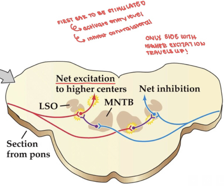 <p>Looks at the intensity of the sound reaching both ears; greater intensity = louder<br><br>First ear to be stimulated activates entry level, which inhibits contralateral; only side with high excitation travels up!</p>