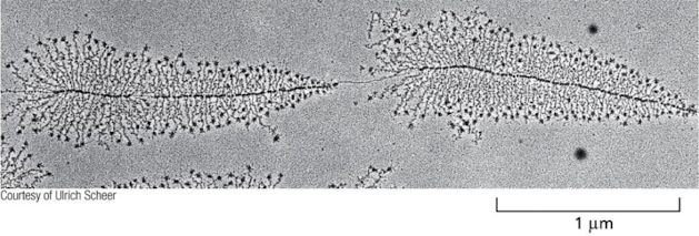 Due to their high transcription rate, active ribosomal RNA (rRNA) genes can be easily distinguished in electron micrographs of chromatin spreads. They have a characteristic “Christmas tree” appearance, where the DNA template is the “trunk” of the tree and the nascent RNA transcripts form closely packed “branches.” At the base of each branch is an RNA polymerase extending that branch, while RNA processing complexes at the tip of the branch form terminal “ornaments.” Would you expect the top of the tree to represent the beginning or end of the rRNA gene? Would the “ornaments” be at the 3′, 5′, or both ends of the nascent rRNA molecules? 

a. End; 3′ 

b. End; 5′ 

c. Beginning; either 3′ or 5′ 

d. Beginning; 3′ 

e. Beginning; 5′