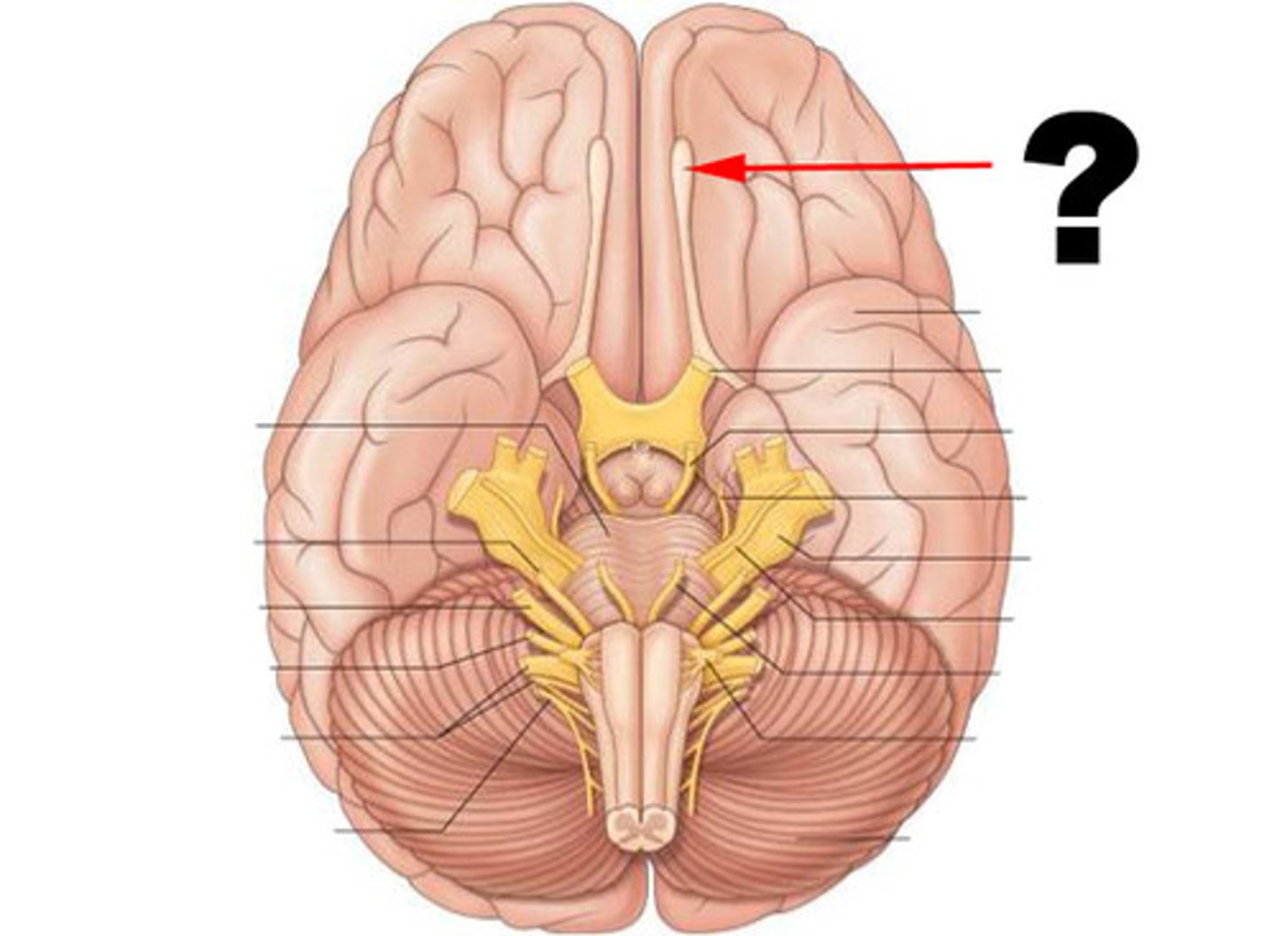 <p>first cranial nerve; responsible for the sense of smell</p>
