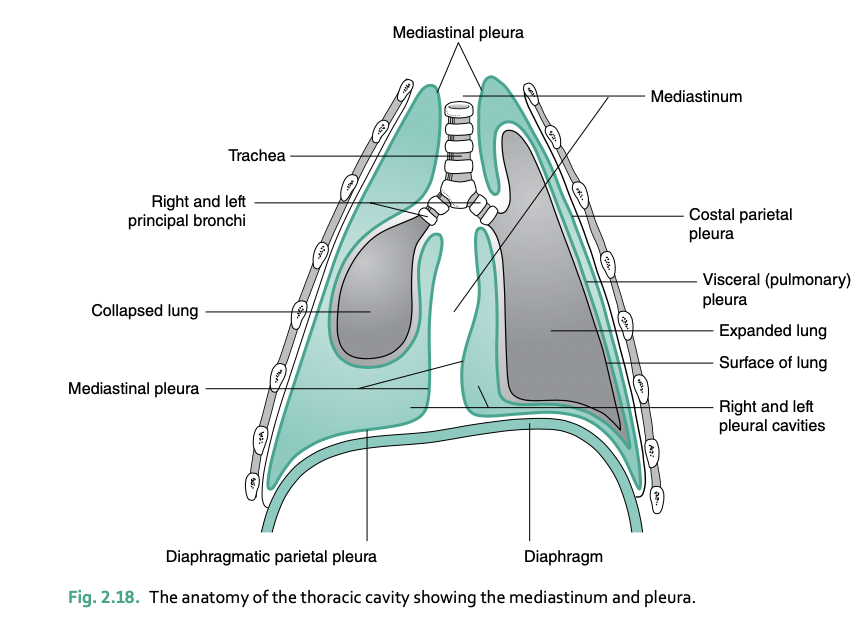 <p>thoracic cavity contains</p>