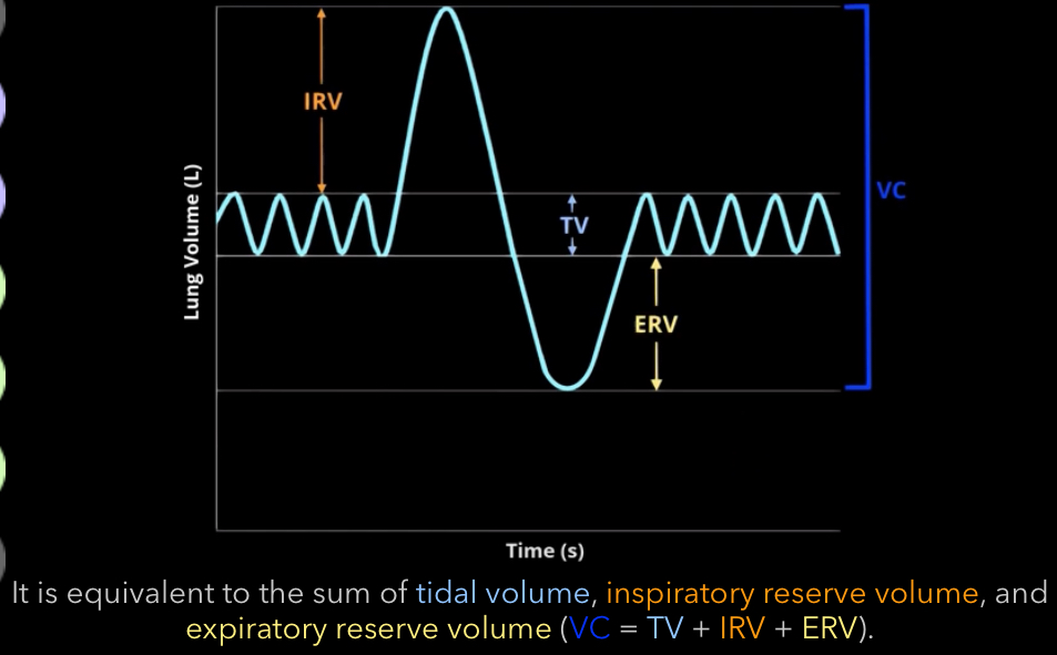<p>What is vital capacity?</p>