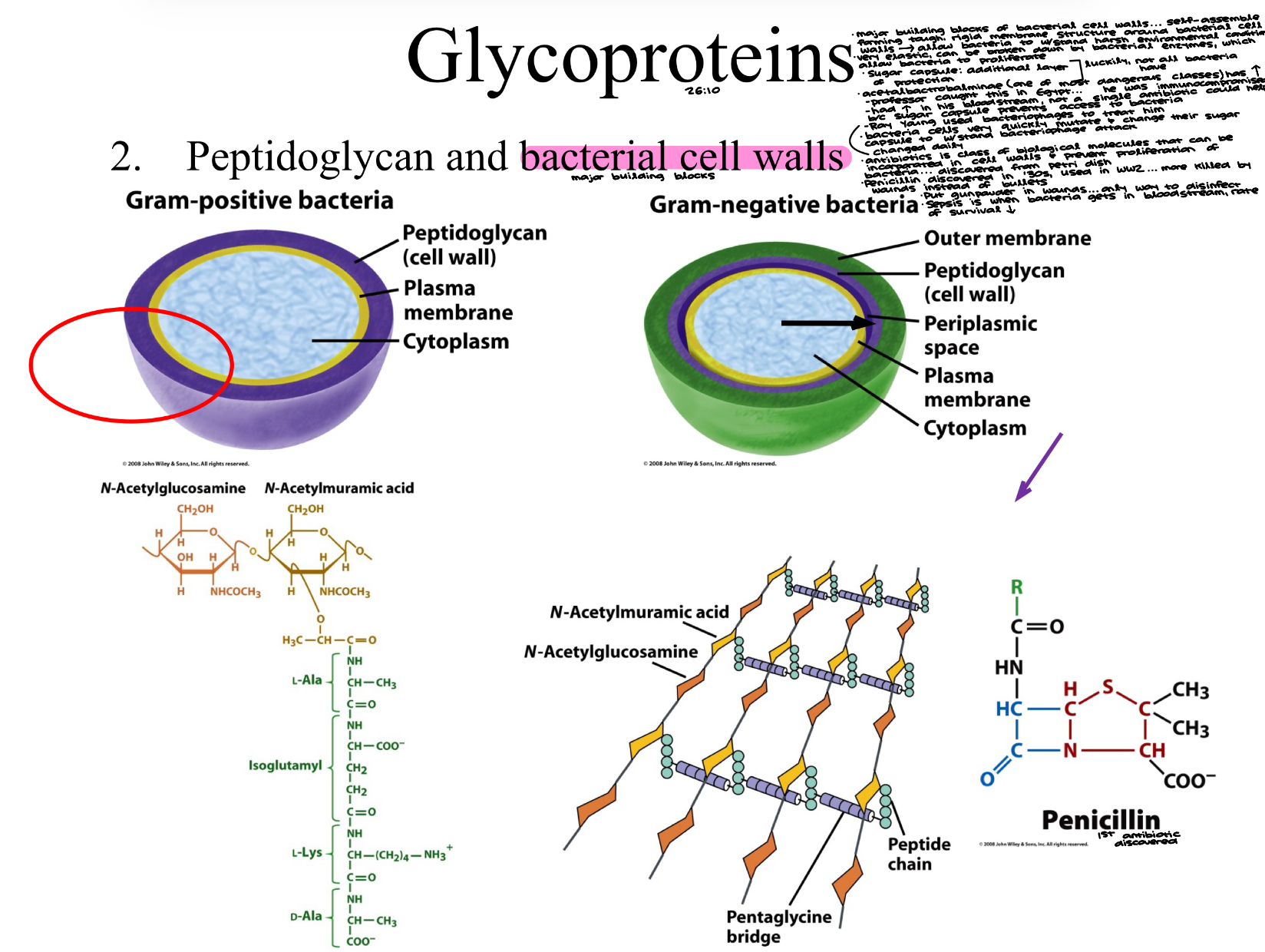 <ol start="2"><li><p>Peptidoglycan and bacterial cells walls</p></li></ol><ul><li><p>major building blocks of bacterial cell walls… self-assemble forming tough, rigid membrane structure around bacterial cell walls → allow bacteria to withstand harsh environmental conditions&nbsp;</p></li><li><p>very elastic, can be broken down by bacterial enzymes, which allow bacteria to proliferate&nbsp;</p></li><li><p>sugar capsule: additional layer of protection (luckily, not all bacteria have)</p></li><li><p>acetalbactrobalminae (one of most dangerous classes) has sugar capsule&nbsp;</p></li><li><p>Professor caught this in Egypt… he was immunocompromised&nbsp;</p></li><li><p>had it in his bloodstream, not a single antibiotic could help because sugar capsule prevents access to bacteria&nbsp;</p></li><li><p>Ray Young used bacteriophages to treat him</p></li><li><p>bacteria cells very quickly mutate and change their sugar capsule to withstand&nbsp;bacteriophage attack… changed daily </p></li><li><p>antibiotics is class of biological molecules that can be incorporated in cell walls and prevent proliferation of bacteria… discovered from petri dish </p></li><li><p>penicillin discovered in ‘30s, used in WW2… more killed by wounds instead of bullets&nbsp;</p></li><li><p>put gunpowder in wounds… only way to disinfect </p></li><li><p>sepsis is when bacteria gets in bloodstream, rate or survival dec.&nbsp;</p></li></ul><p></p>